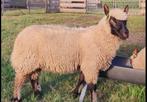 Clun Forest Ramlam, Dieren en Toebehoren, Mannelijk, Schaap
