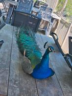 Pauw man/vrouw, Dieren en Toebehoren, Pluimvee, Mannelijk, Overige soorten