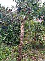 Pruimenboom, Overige soorten, 100 tot 250 cm, Zomer, Ophalen