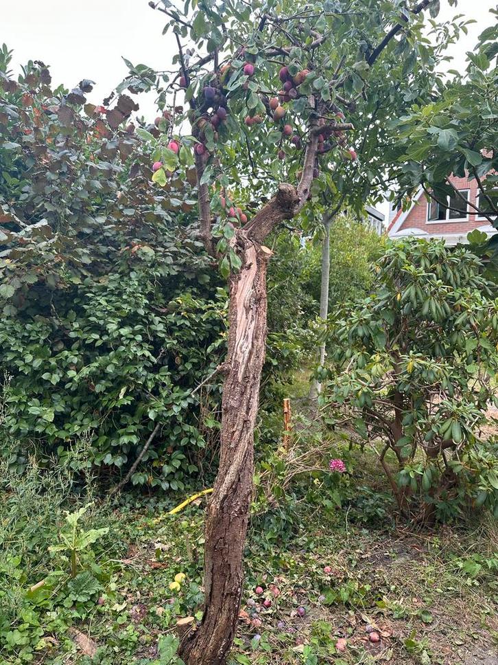 Pruimenboom, Tuin en Terras, Planten | Bomen, Overige soorten, 100 tot 250 cm, Volle zon, Zomer, Ophalen