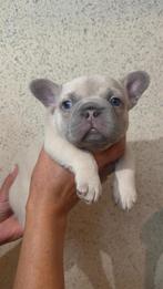 franse bulldog pups, Particulier, Rabiës (hondsdolheid), 8 tot 15 weken, Buitenland