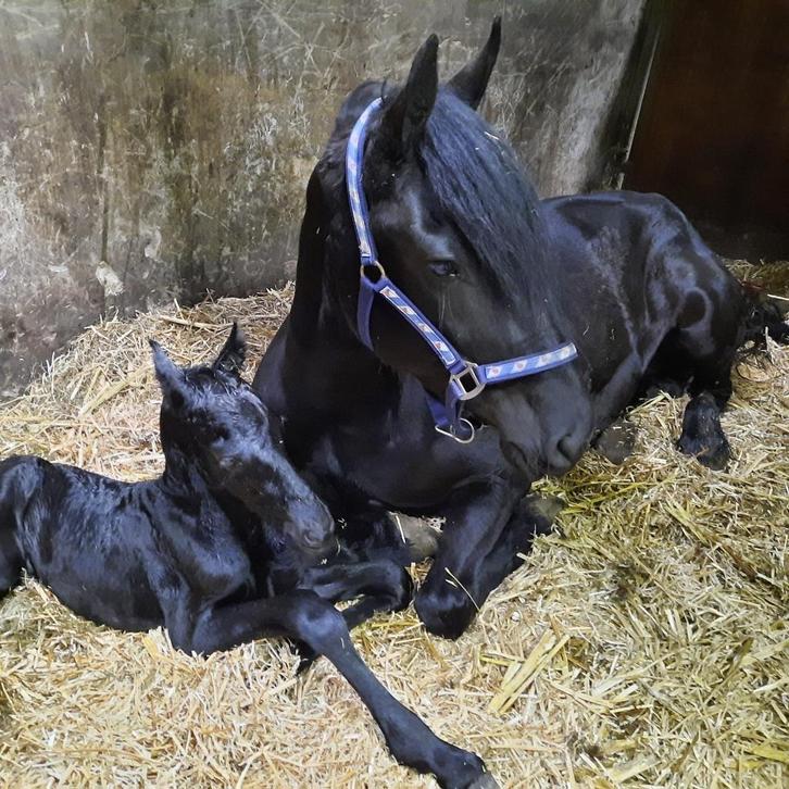 Drachtige merrie maar geen zin in geboortestress?, Dieren en Toebehoren, Paarden, Merrie