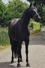 Quiz x Convoi x Kurioso merrie zoekt nieuw thuis, Dieren en Toebehoren, Paarden, Merrie, Springpaard, L, 160 tot 165 cm