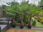 Palmen winterhard Trachycarpus Fortunei 70cm stam, korting!, Volle zon, Ophalen of Verzenden, Minder dan 100 cm, Zomer