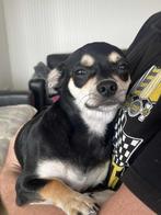 heel mooie chihuahua, Dieren en Toebehoren, Honden | Chihuahua's en Gezelschapshonden, 15 weken tot 1 jaar, Reu, Eén hond, Chihuahua