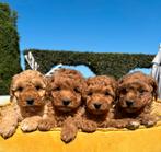 Mini labradoodle pups, Dieren en Toebehoren, Nederland, Overige rassen, 8 tot 15 weken, Meerdere