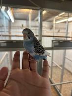 Tamme jonge grasparkiet geringd 2026, Dieren en Toebehoren, Geslacht onbekend, Parkiet, Geringd