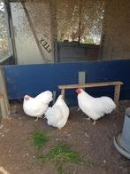 Te koop koppel wyandotte kriel kippen, Dieren en Toebehoren, Pluimvee, Meerdere dieren, Kip