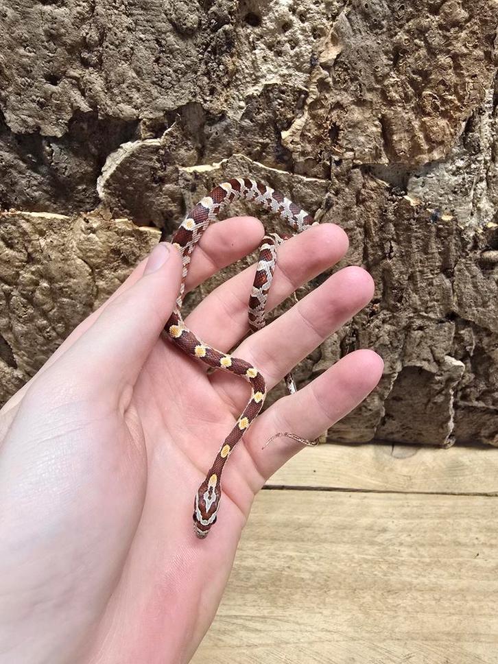 Rode rattenslangen, Dieren en Toebehoren, Reptielen en Amfibieën, Hagedis, 0 tot 2 jaar