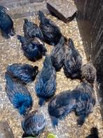 Jonge hennen te koop van de Barneveldse kippen dubbel gezoom, Dieren en Toebehoren, Pluimvee, Vrouwelijk, Kip