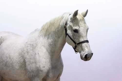 Merrie King Congo x Mr. Blue, Dieren en Toebehoren, Paarden, Merrie, Z, 165 tot 170 cm, 11 jaar of ouder, Springpaard, Met stamboom