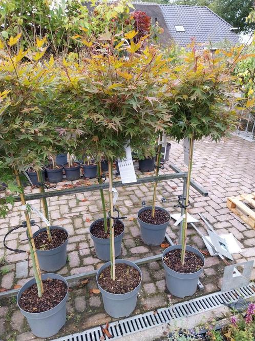 Japanse Esdoorn op Stam, Tuin en Terras, Planten | Bomen, Overige soorten, 100 tot 250 cm, Halfschaduw, Bloeit niet, In pot, Ophalen