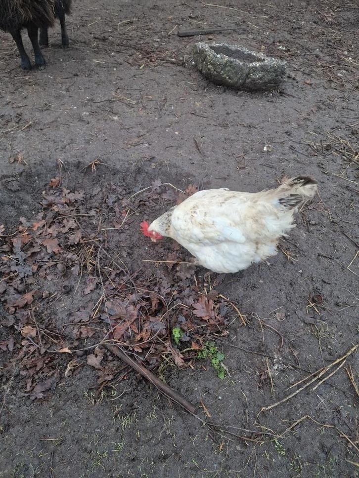 Te koop meerdere hennen wegens inkrimpen van mijn hobby, Dieren en Toebehoren, Pluimvee, Kip, Vrouwelijk