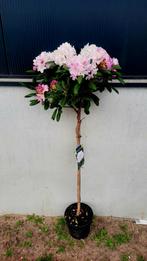 Rhododendron 'Schneewolke 🌿🍁 ❗️1.20 stam❗️, Tuin en Terras, Planten | Bomen, Ophalen, Halfschaduw