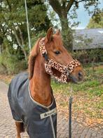 Verzorg pony aangeboden, bijrijder, Ophalen of Verzenden