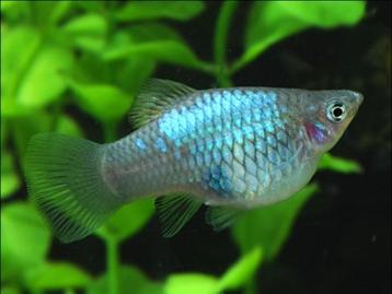 50 soorten kleurige vissen, Molly, zwaarddragers, platy beschikbaar voor biedingen