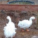 Kweekgroep Sebastopol ganzen  (Krulveergans), Dieren en Toebehoren, Pluimvee, Meerdere dieren, Gans of Zwaan