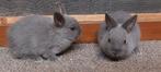 2 leuke dwergkonijntjes, Dieren en Toebehoren, Konijnen, Meerdere dieren, Dwerg