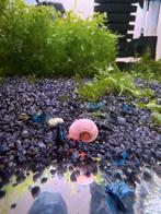 Roze Posthoornslakken - Aquarium Slakken, Dieren en Toebehoren, Vissen | Aquariumvissen, Slak of Weekdier