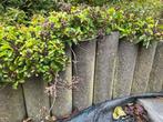 Gebruikte betonnen palisades 100+, Tuin en Terras, Ophalen, Gebruikt, Overige typen, 5 tot 10 m²