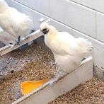 Zijdehoen haantje wit ., Dieren en Toebehoren, Pluimvee, Mannelijk, Kip