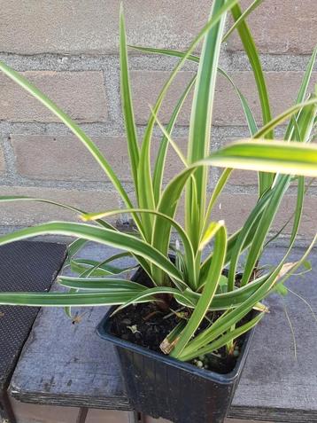Carex Icedance Irish Green prairie fire Siergras  beschikbaar voor biedingen
