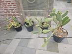 4 x Opuntia Cactus (zonder pot), Ophalen, Overige soorten, Volle zon