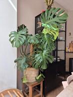 Monstera kamerplant, Ophalen, Overige soorten, Minder dan 100 cm