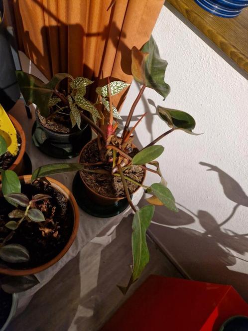 Philodendron florida bronze, Huis en Inrichting, Kamerplanten, Overige soorten, Minder dan 100 cm, Groene kamerplant, Halfschaduw