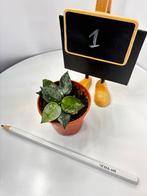 Hoya Krohniana Silver Splash Stek, Huis en Inrichting, Ophalen of Verzenden, Halfschaduw, Minder dan 100 cm