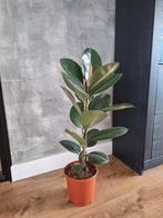 Ficus Elastica Robusta - Kamerplant 90cm, Huis en Inrichting, Kamerplanten, Ophalen, Ficus, Halfschaduw, Minder dan 100 cm