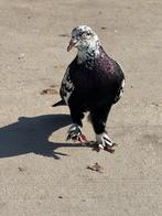Kelebek duiven, Dieren en Toebehoren, Meerdere dieren