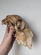 schapen schedel, Ophalen of Verzenden, Zo goed als nieuw, Boerderijdier, Schedel