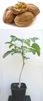 Walnootboom- 1.05 mtr. H- Juglans Regia, Ophalen, Lente, Volle zon, In pot