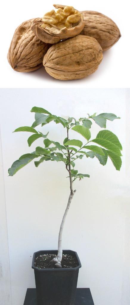 Walnootboom- 1.05 mtr. H- Juglans Regia, Tuin en Terras, Planten | Fruitbomen, Walnotenboom, 100 tot 250 cm, Volle zon, Lente