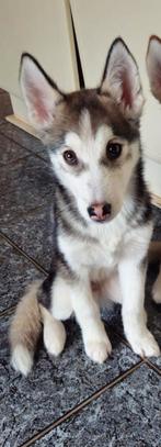 Prachtige husky-puppy, 15 weken tot 1 jaar, Reu, Poolhond, Eén hond