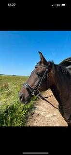 Hoofdstel cob, Ophalen of Verzenden, Zo goed als nieuw, Dressuur