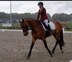 Te lease aangboden dressuur paard., Dieren en Toebehoren, Ophalen of Verzenden