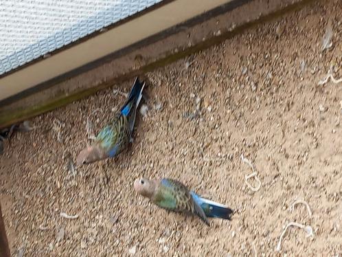 Bourkes parkiet 2025, Dieren en Toebehoren, Vogels | Parkieten en Papegaaien, Parkiet