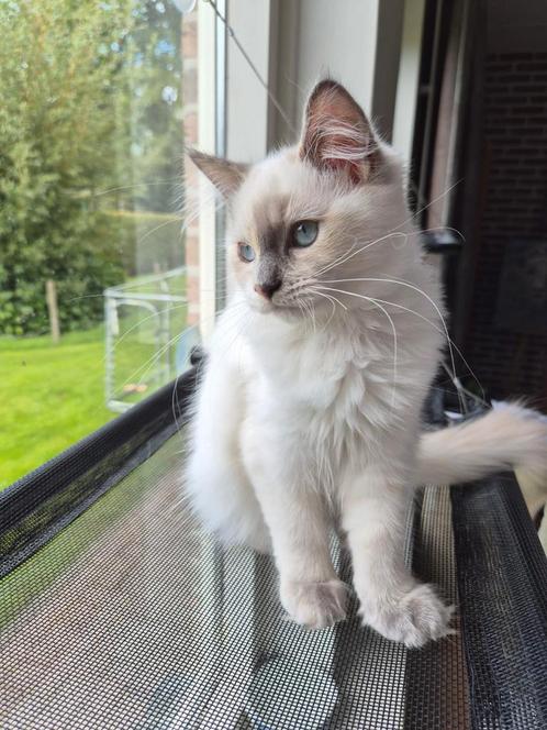 Ragdoll kitten zoekt  lief baasje., Dieren en Toebehoren, Katten en Kittens | Raskatten | Langhaar, Meerdere dieren, Ontwormd