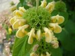 Phlomis russeliana Brandkruid zomerbloeier geel ladder-bloem, Bodembedekkers, Volle zon, Vaste plant, Ophalen of Verzenden