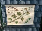 Schoolplaat Planten soorten, Antiek en Kunst, Antiek | Schoolplaten, Ophalen of Verzenden, Natuur en Biologie