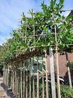 Bladhoudende leibomen € 195,- pst Portugese laurier glansmis, Overige soorten, Vaste plant, Ophalen of Verzenden, Halfschaduw