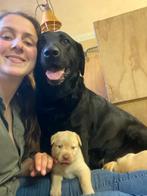 Mijn lieve labrador, Whiskey heeft puppys!, Dieren en Toebehoren, Honden | Retrievers, Spaniëls en Waterhonden, Rabiës (hondsdolheid)