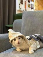 Lieve 1jarige Kater ter Adoptie, Dieren en Toebehoren, Katten en Kittens | Overige Katten, Kater