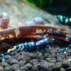 Caridina cf. cantonensis, Dieren en Toebehoren, Vis