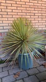 Yucca rostrata, Tuin en Terras, Ophalen, Overige soorten, Volle zon