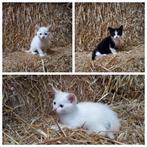 Te koop: prachtige, superschattige kittens!, Meerdere dieren, Kortharig, 0 tot 2 jaar