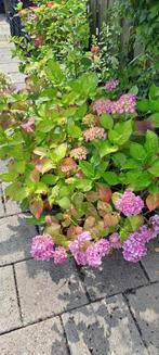 ROSE BOEREN HORTENSIAS  €3,75, Tuin en Terras, Planten | Tuinplanten, Vaste plant, Halfschaduw, Zomer, Ophalen