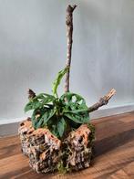 Monstera adansonii, Groene kamerplant, Ophalen of Verzenden, Overige soorten, Minder dan 100 cm